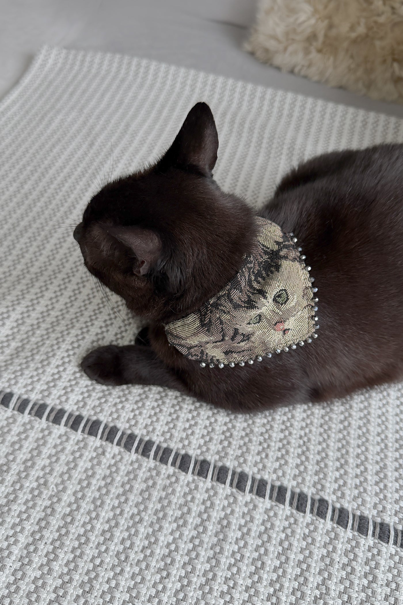 Collar para gato Mininos